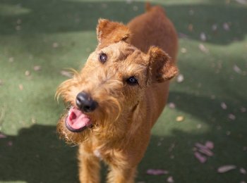 Собака ирландский терьер — верный страж бедняка, отличный друг фермера и фаворит каждого джентльмена