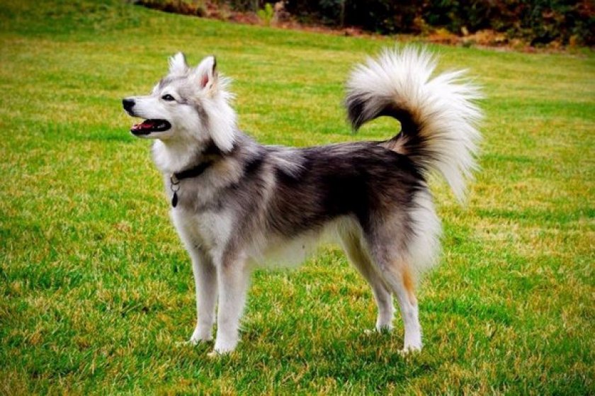 Аляскинский кли-кай Аляскинский кли-кай