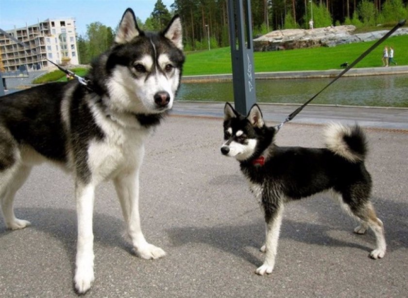 Аляскинский кли-кай Аляскинский кли-кай