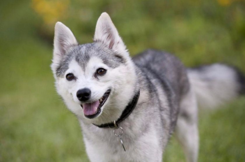 Аляскинский кли-кай Аляскинский кли-кай