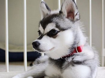 Аляскинский кли-кай — красивая хаски размером с маленького шпица