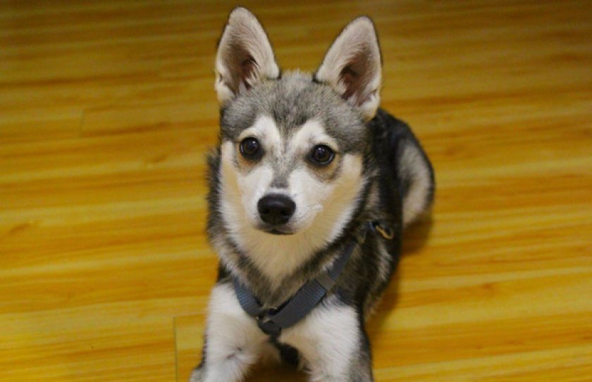 Аляскинский кли-кай Аляскинский кли-кай