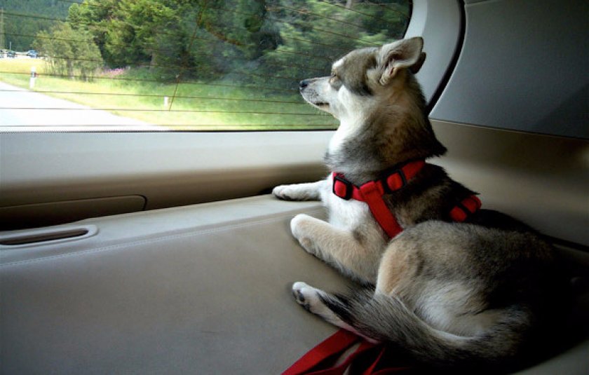 Аляскинский кли-кай Аляскинский кли-кай