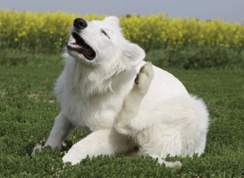 Паразиты у собак