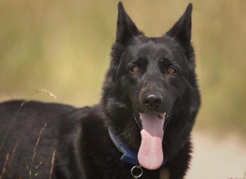 Бельгийская овчарка