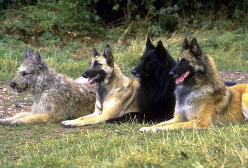 Бельгийские овчарки