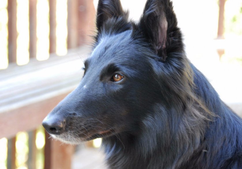 Бельгийская овчарка