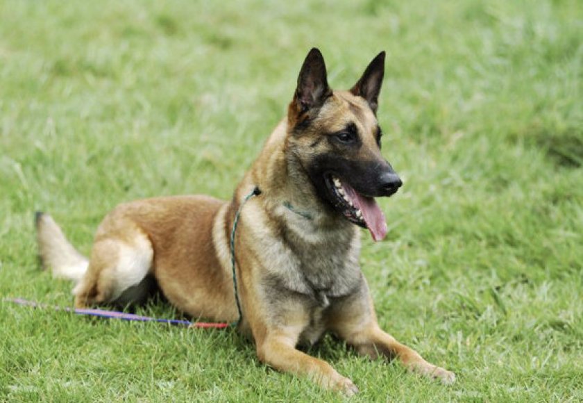 Достоинства и недостатки породы