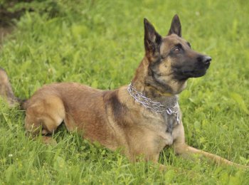 Бельгийские овчарки — великолепная четверка с высоким интеллектом