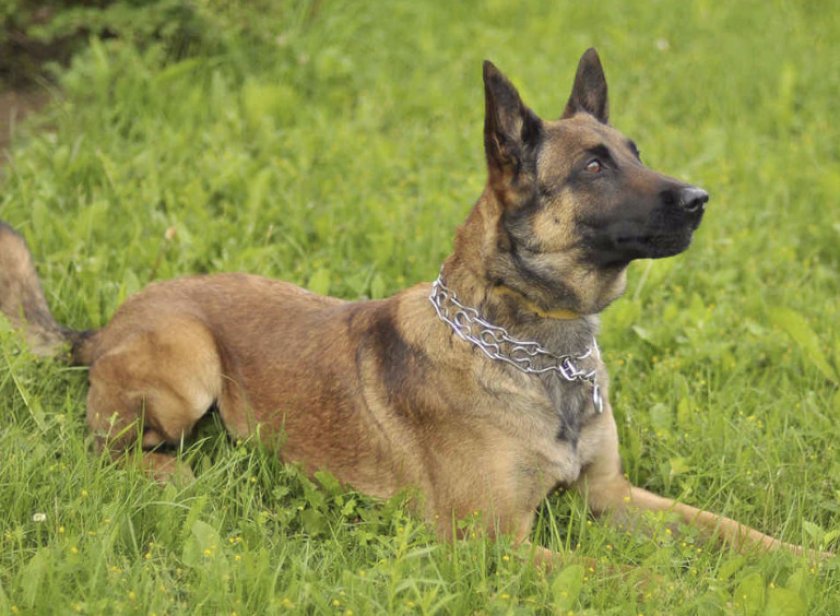 Малинуа Малинуа