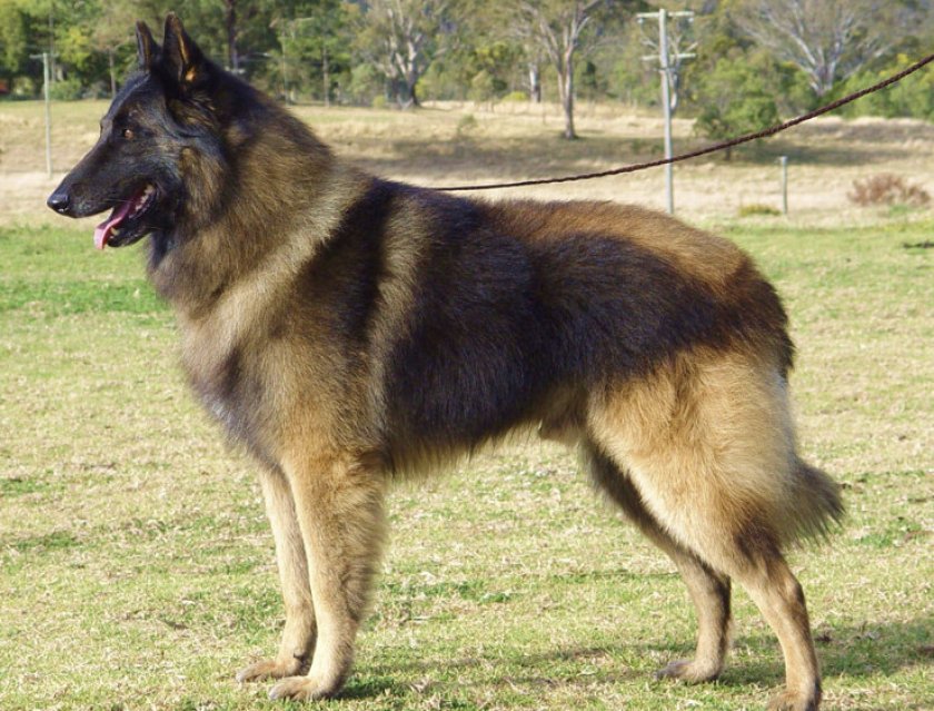 Тервюрен Тервюрен