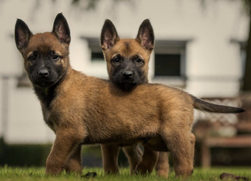 Бельгийская овчарка Бельгийская овчарка