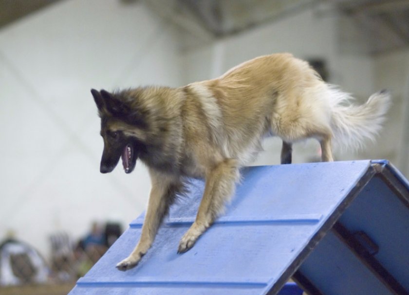 Дрессировка овчарки