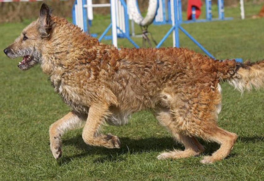 Овчарка лакенуа Овчарка лакенуа