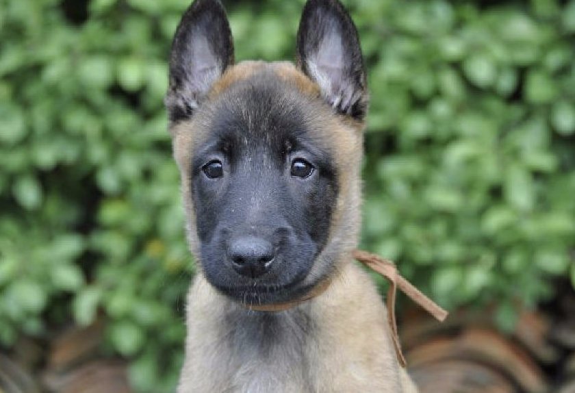 Щенок овчарки