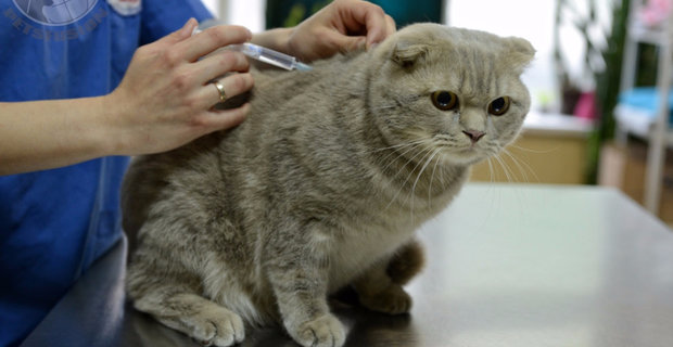 кошка кошка