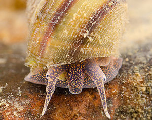 Лужанка Лужанка