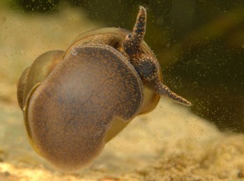 Особенности ухода за лужанками в аквариуме