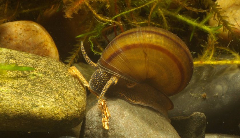 Лужанка Лужанка