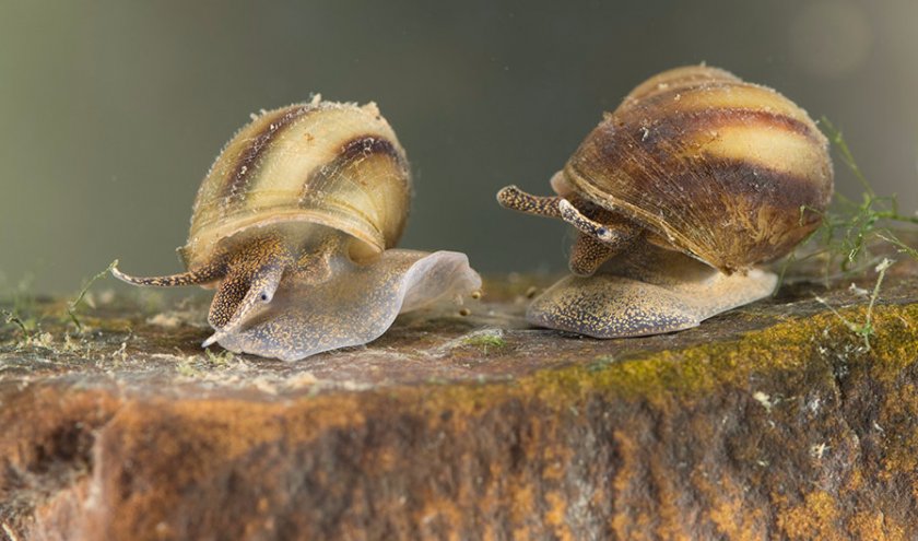 Лужанка Лужанка