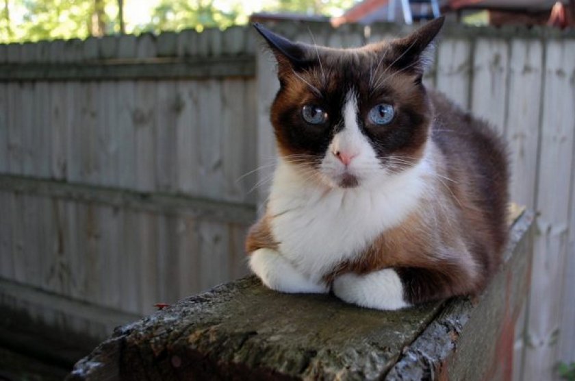 Сноу шу Сноу шу