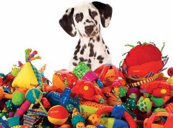 Выбираем грамотно игрушки для собак