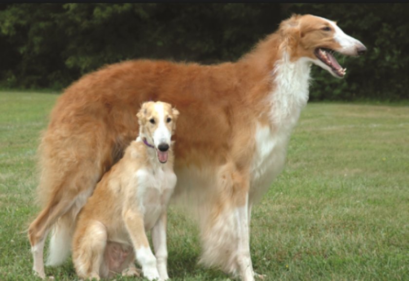 русская борзая русская борзая