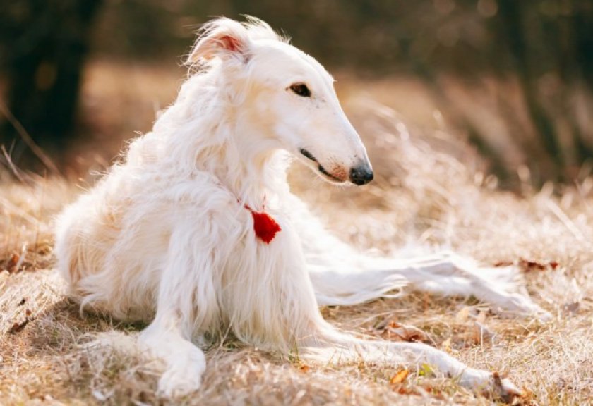 русская борзая русская борзая