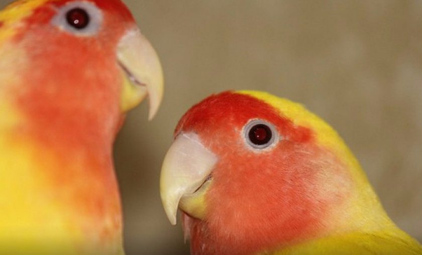 Как правильно ухаживать за неразлучниками Как правильно ухаживать за неразлучниками