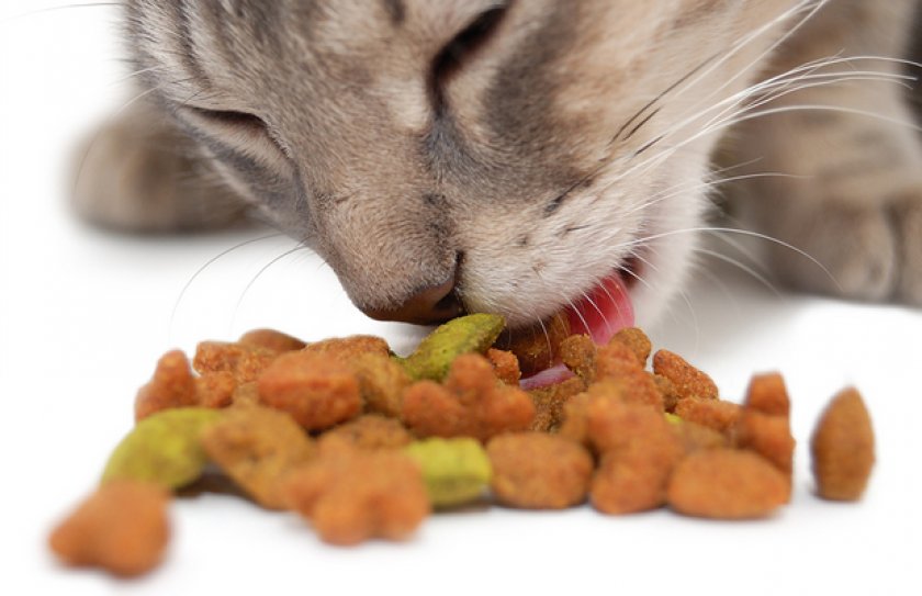 Кормление кошки