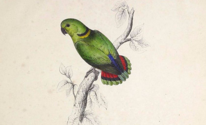 Ошейниковый Ошейниковый