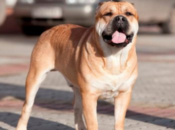 Перро дого майоркин: особенности ухода за породой собак ка-де-бо