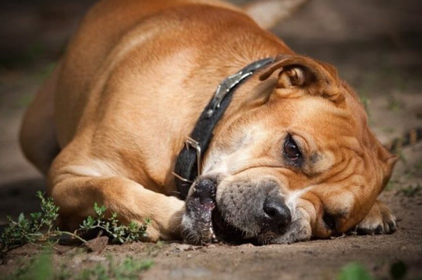 Кадебо Кадебо