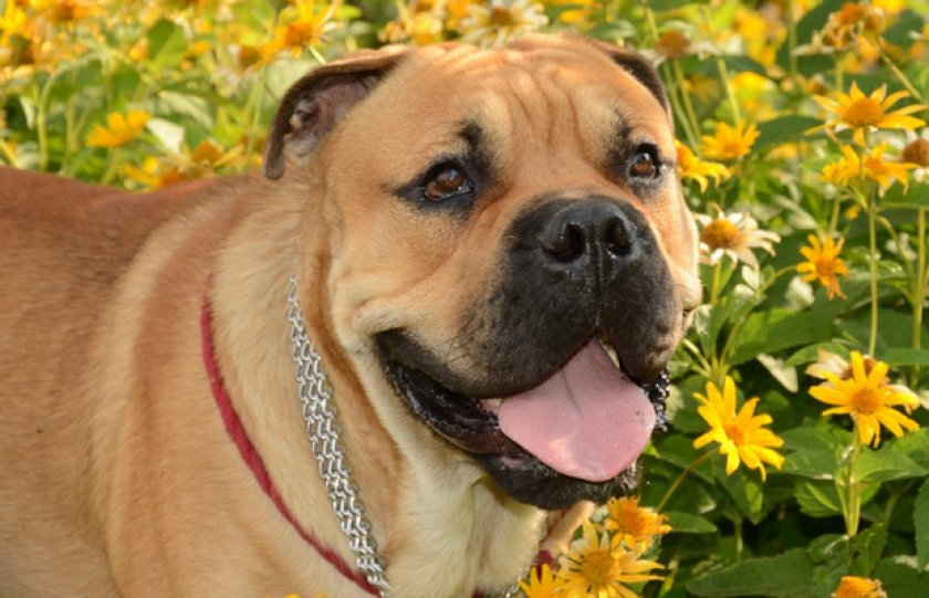 Кадебо Кадебо