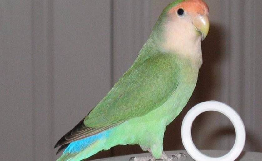 Розовеющий Розовеющий