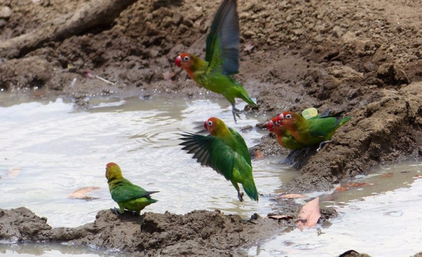 Лилианы Лилианы