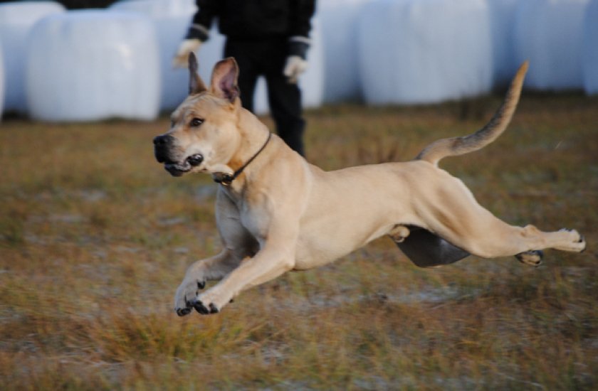 Дрессировка Дрессировка