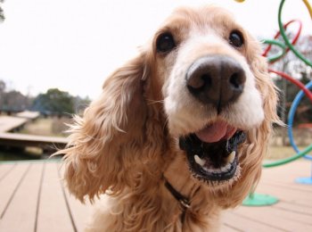 Английский кокер спаниель: активный пёс с весёлым нравом и задатками охотника