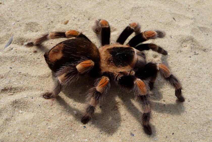 Тарантул в домашних условиях Тарантул в домашних условиях