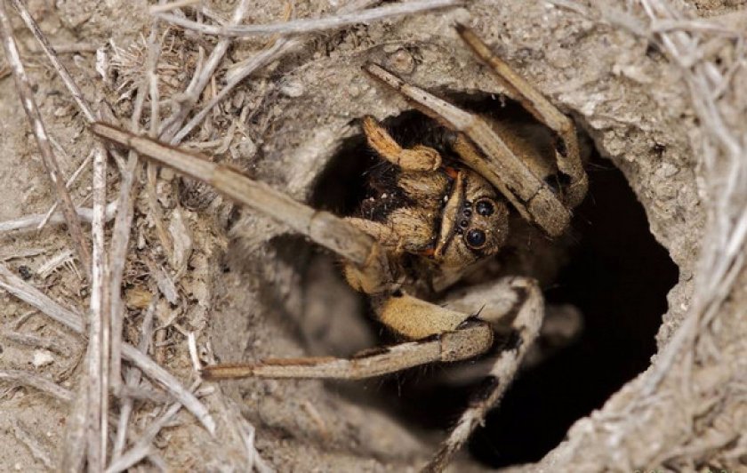 Тарантул в домашних условиях Тарантул в домашних условиях