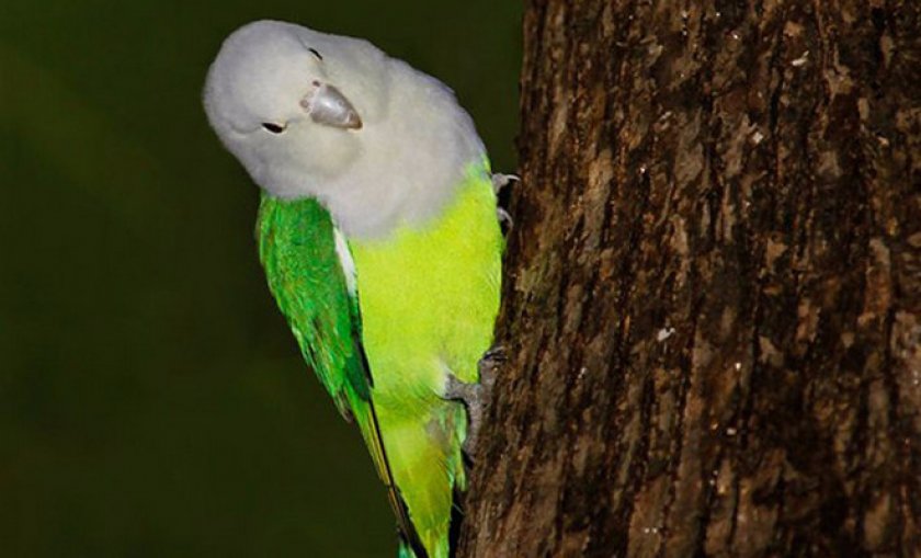 Сероголовый Сероголовый