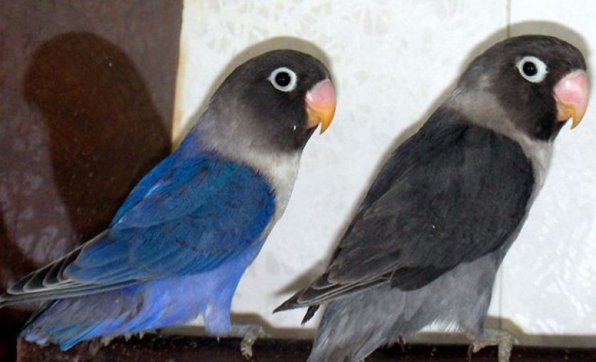 Чернокрылый Чернокрылый