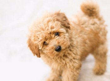 Порода собак Той пудель — маленький весельчак с аристократичной внешностью