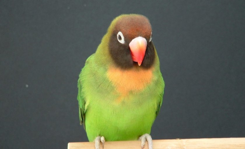 Чернощекий Чернощекий