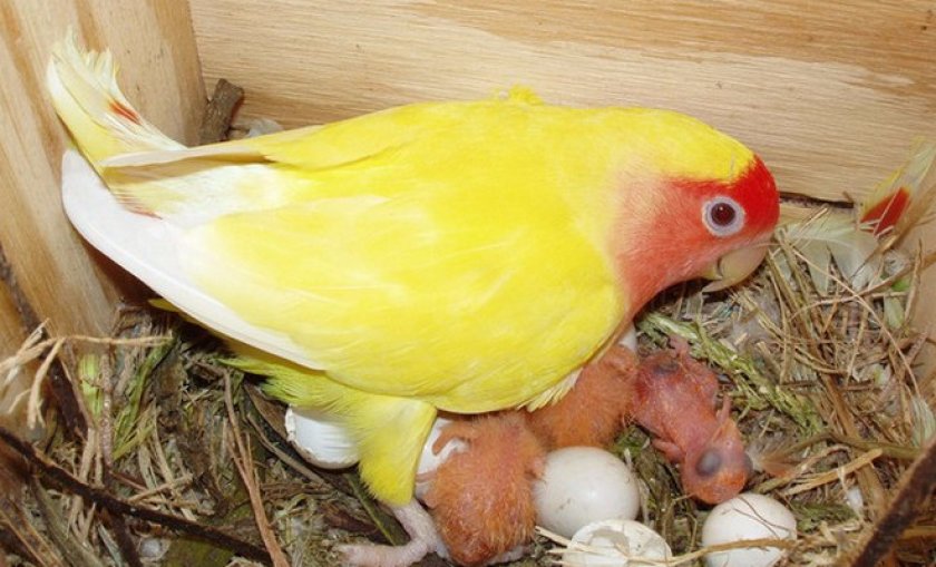 разведения неразлучников является наличие лампы разведения неразлучников является наличие лампы