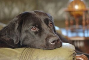 Коронавирус