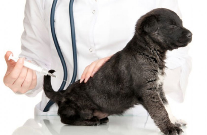 Коронавирус