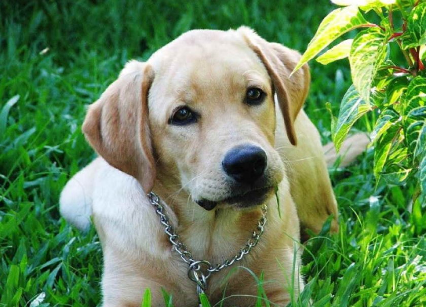 Коронавирус