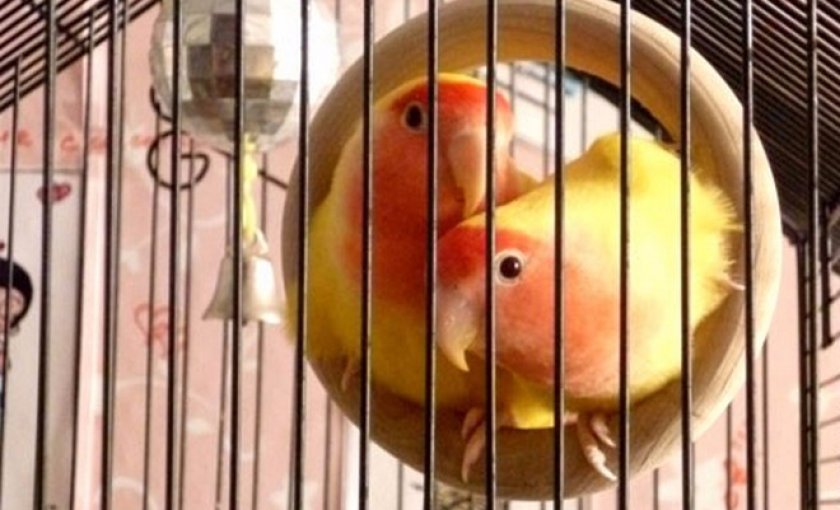 неразлучники неразлучники