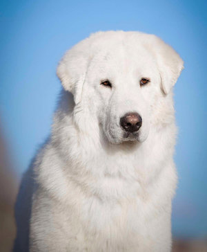 мареммо-абруццкая овчарка